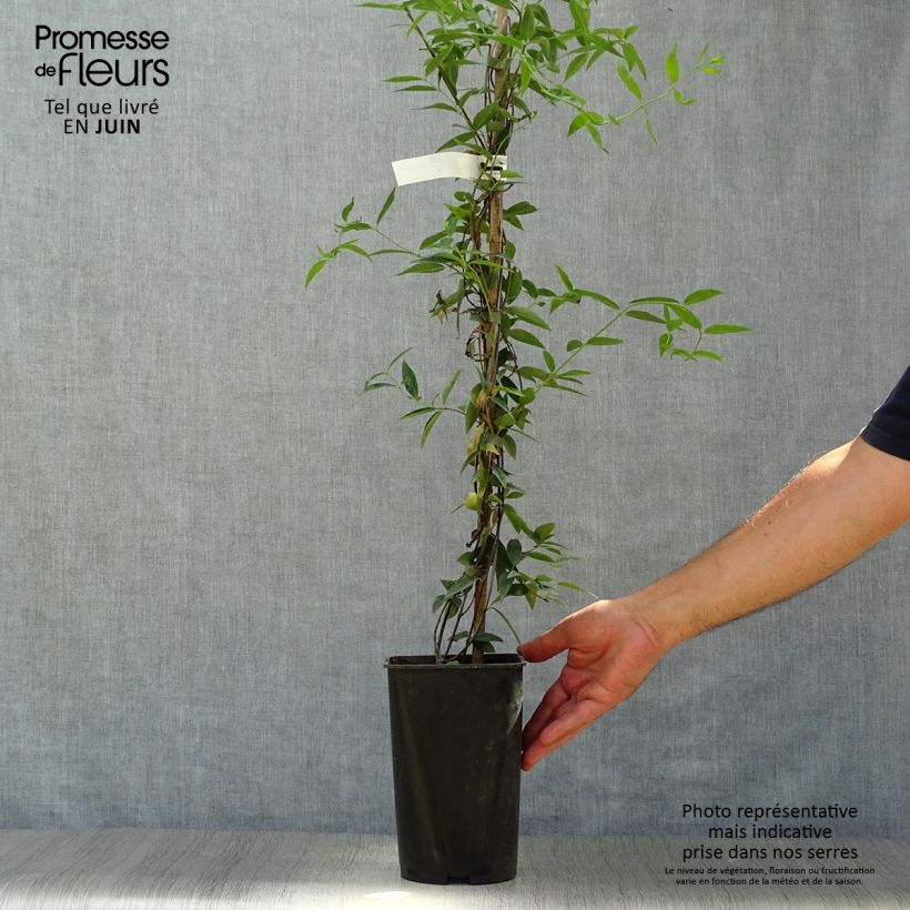 Gelsemium sempervirens - Yellow jessamine 2L/3L pot sample as delivered in summer