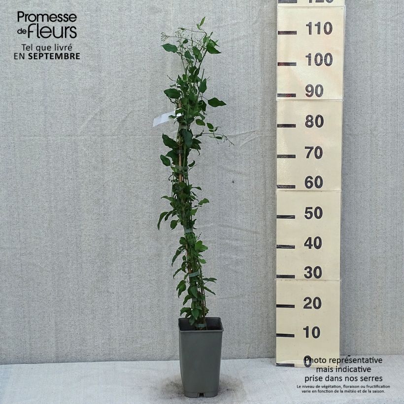 Jasminum azoricum - Lemon-Scented Jasmine 2L/3L pot sample as delivered in summer