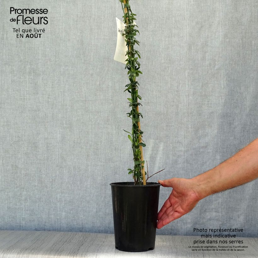 Jasminum nudiflorum - Winter jasmine 2L/3L pot sample as delivered in summer