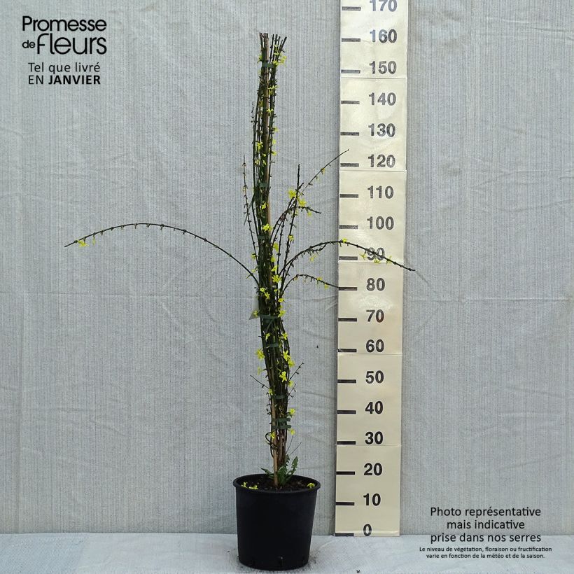 Jasminum nudiflorum - Winter jasmine 7.5L/10L pot sample as delivered in winter