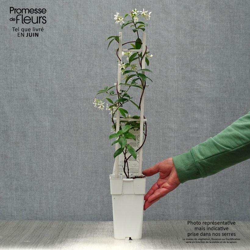 Trachelospermum jasminoïdes Star Of Venice - Star Jasmine 2L/3L pot sample as delivered in summer
