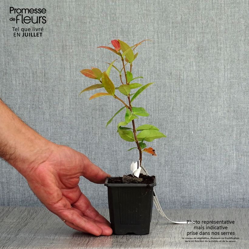 Trachelospermum jasminoides - Star Jasmine 8/9 cm pot sample as delivered in summer