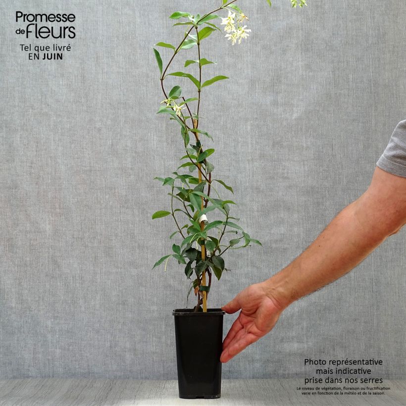 Trachelospermum jasminoides - Star Jasmine 1L/1.5L pot sample as delivered in summer