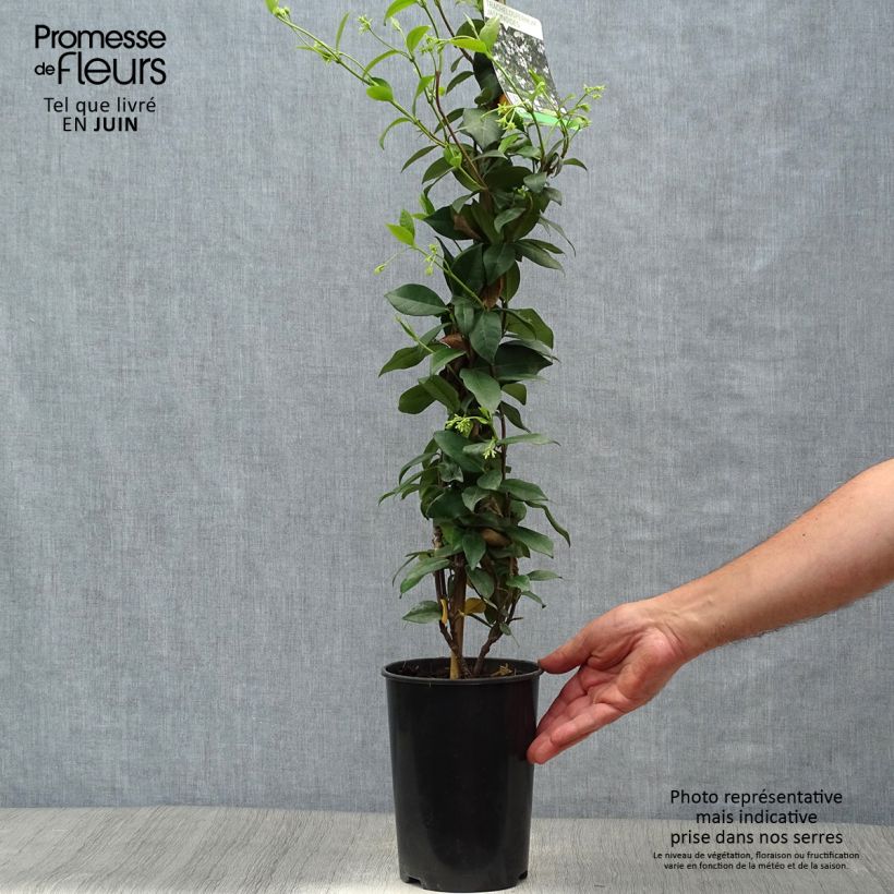 Trachelospermum jasminoides - Star Jasmine 2L/3L pot sample as delivered in summer