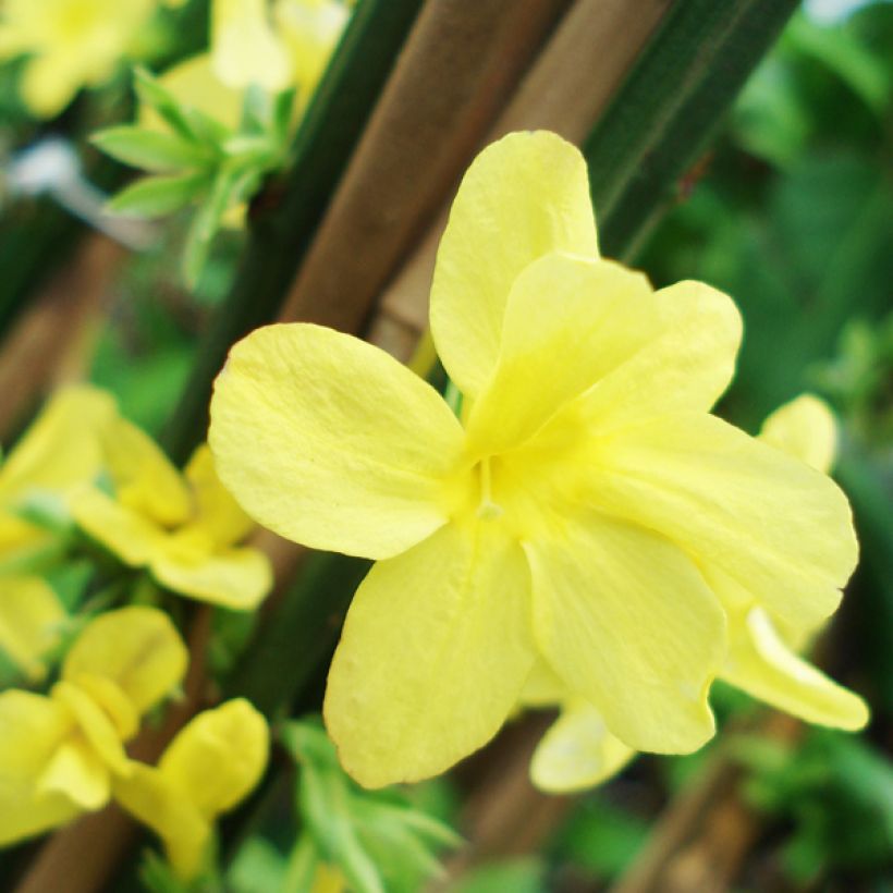 Jasminum nudiflorum - Winter jasmine (Flowering)