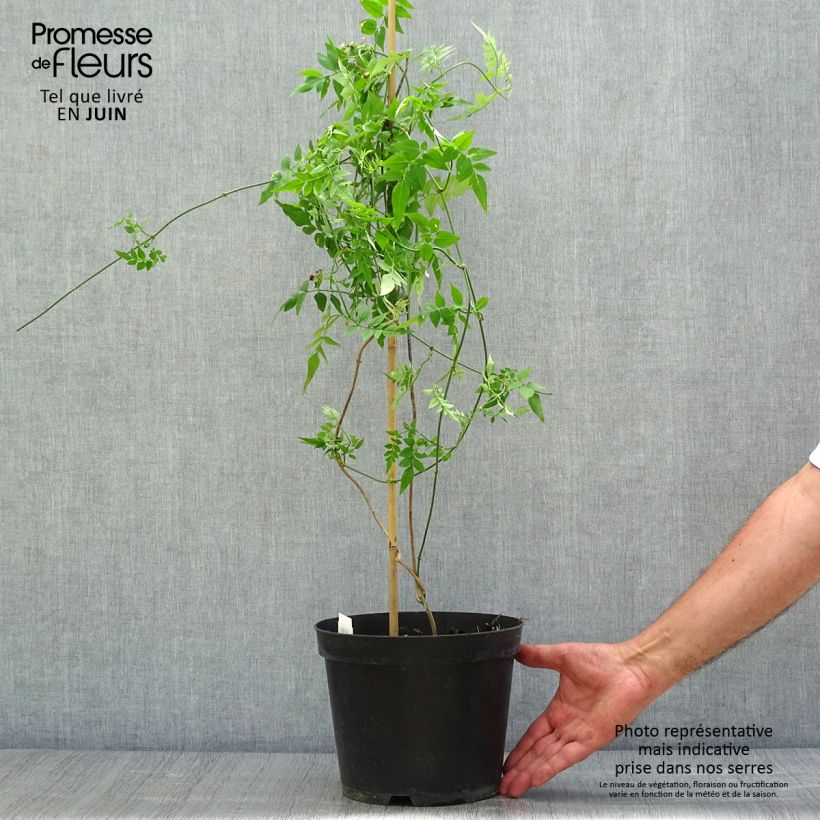 Jasminum officinale - Common jasmine 4L/5L pot sample as delivered in summer