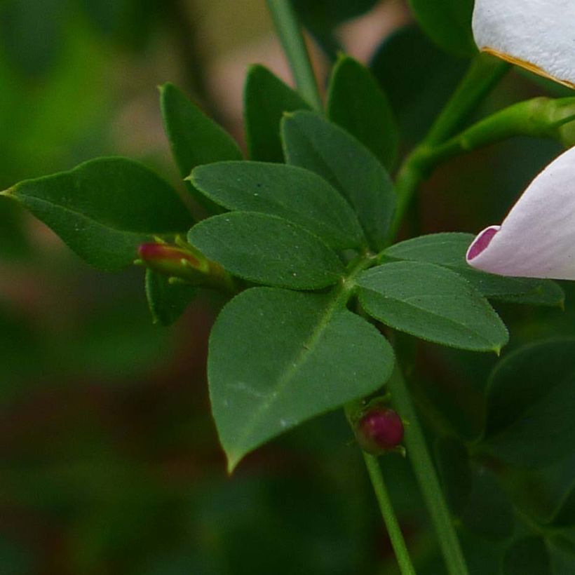 Jasminum grandiflorum - Spanish jasmine (Foliage)
