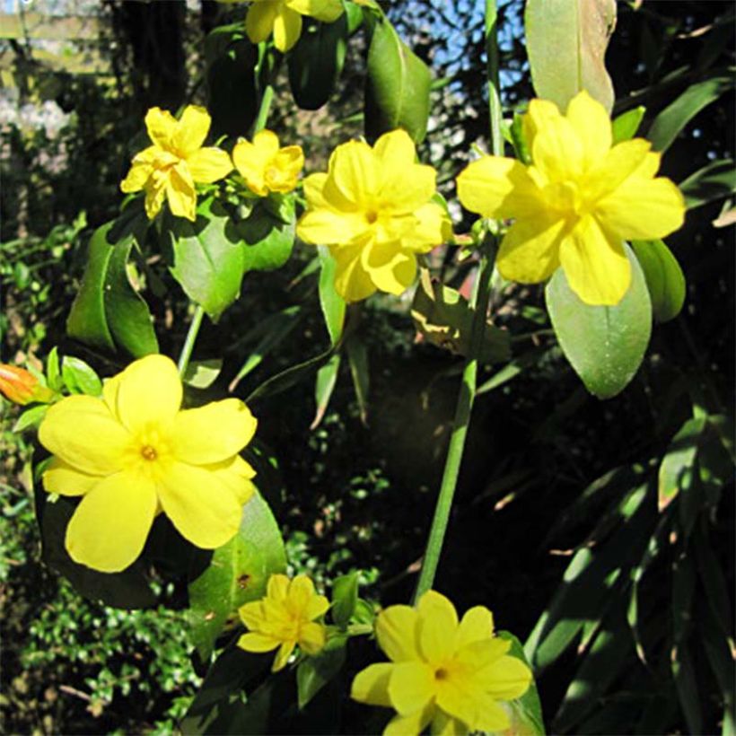 Jasminum mesnyi - Primrose Jasmine (Flowering)