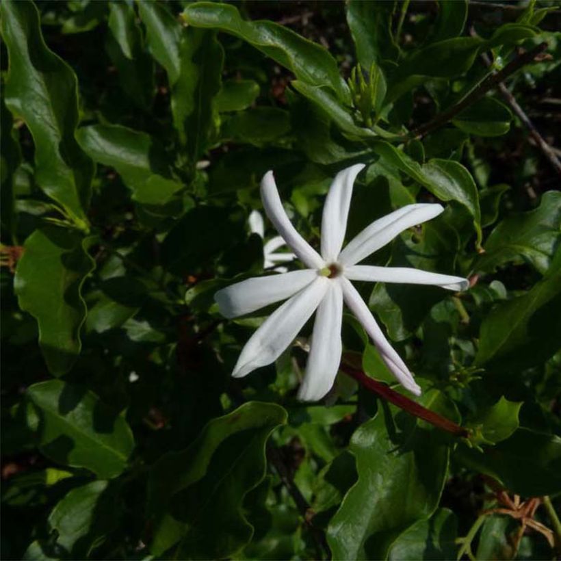 Jasminum multipartitum - Starry Wild Jasmine (Foliage)