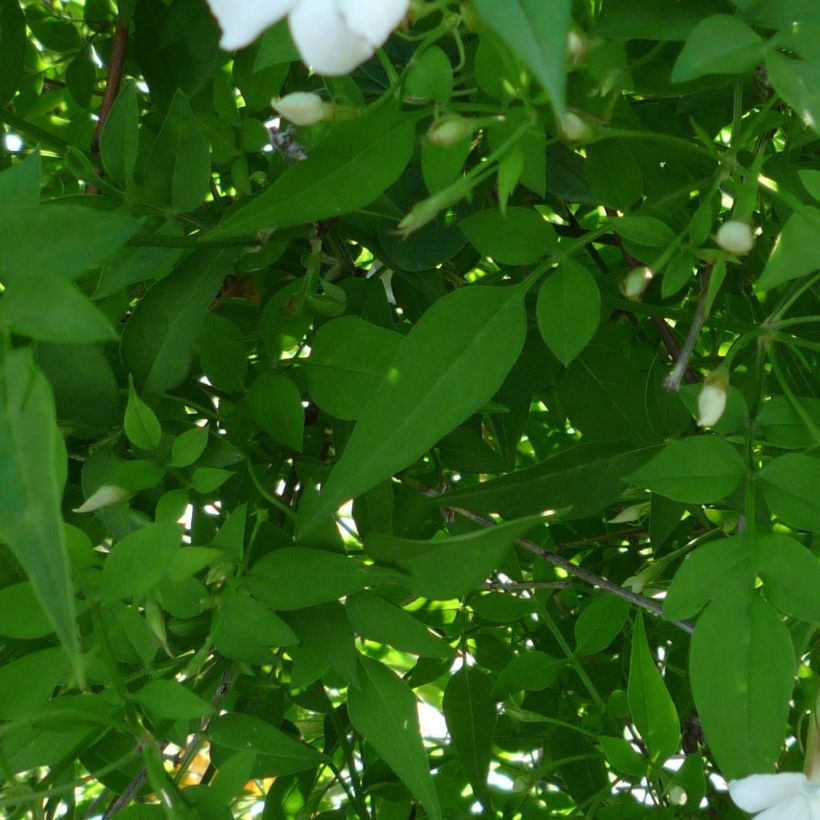 Jasminum officinale - Common jasmine (Foliage)