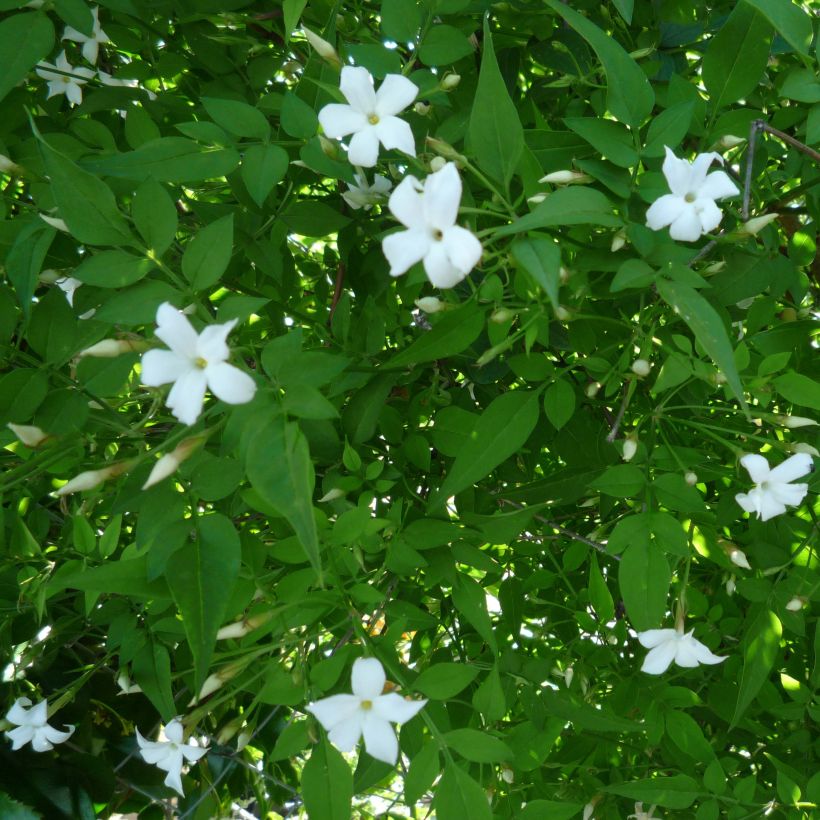Jasminum officinale - Common jasmine (Flowering)
