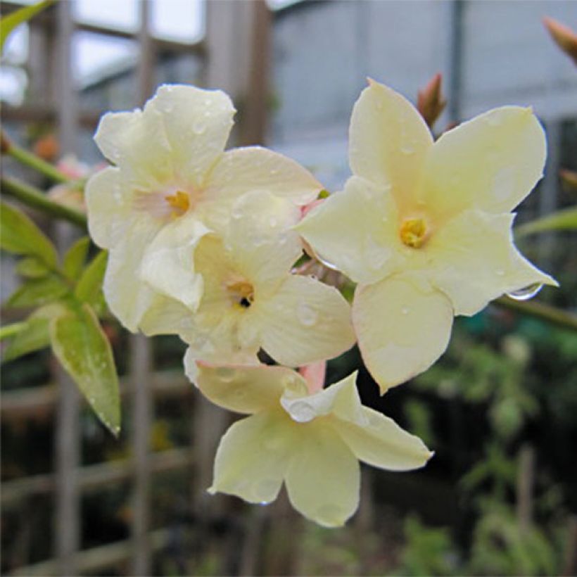 Jasminum officinale Clotted Cream - Common jasmine (Flowering)
