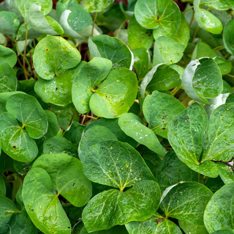 Jeffersonia diphylla (Foliage)