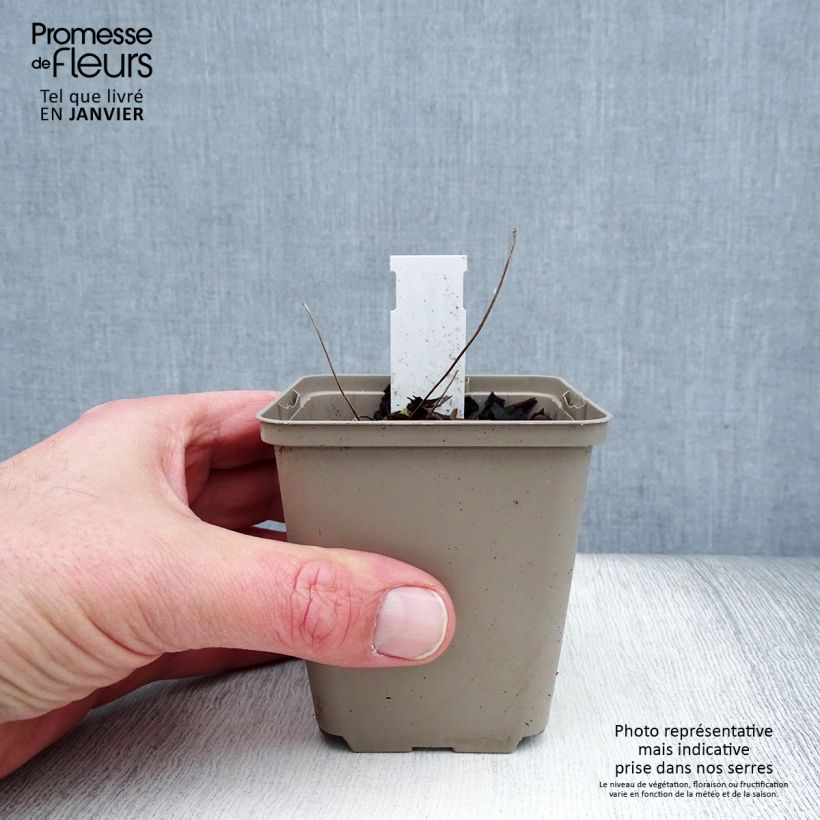 Jeffersonia dubia 8/9 cm pot sample as delivered in winter