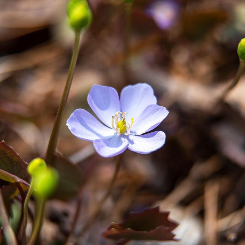 Jeffersonia dubia (Flowering)