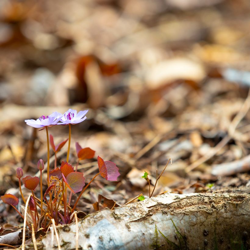 Jeffersonia dubia (Plant habit)