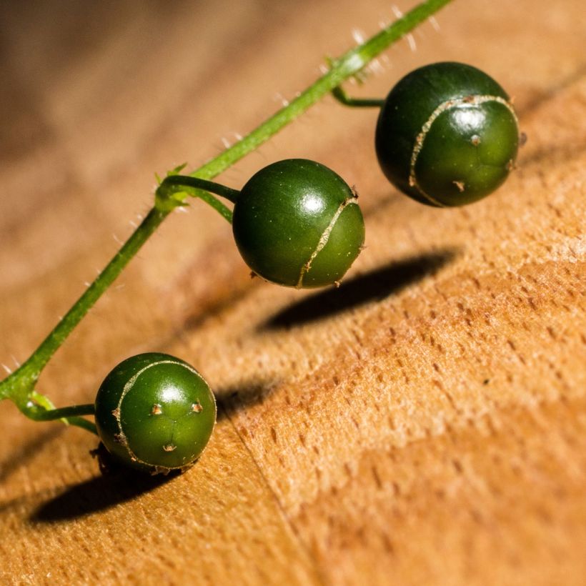 Jiaogulan - Gynostemma pentaphyllum (Harvest)