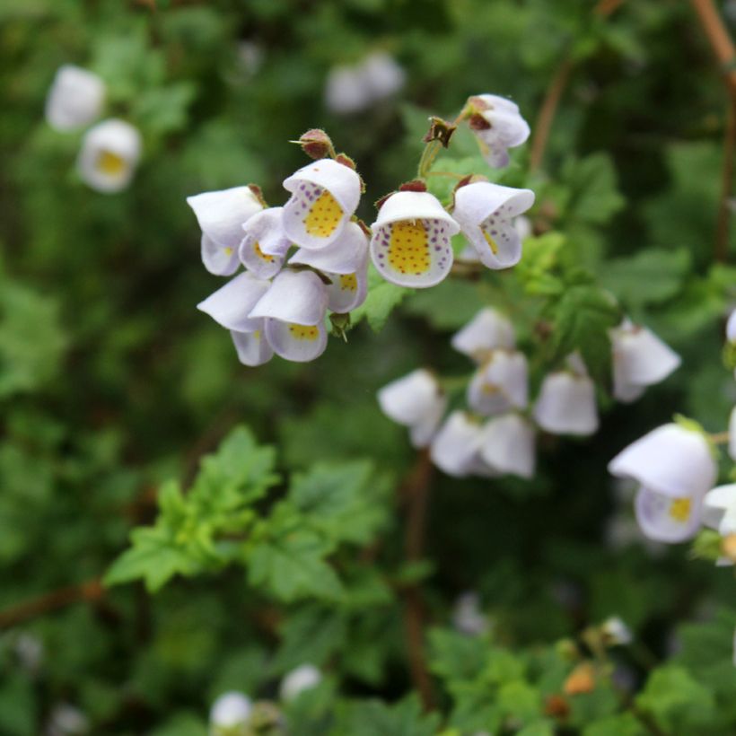 Jovellana violacea (Flowering)