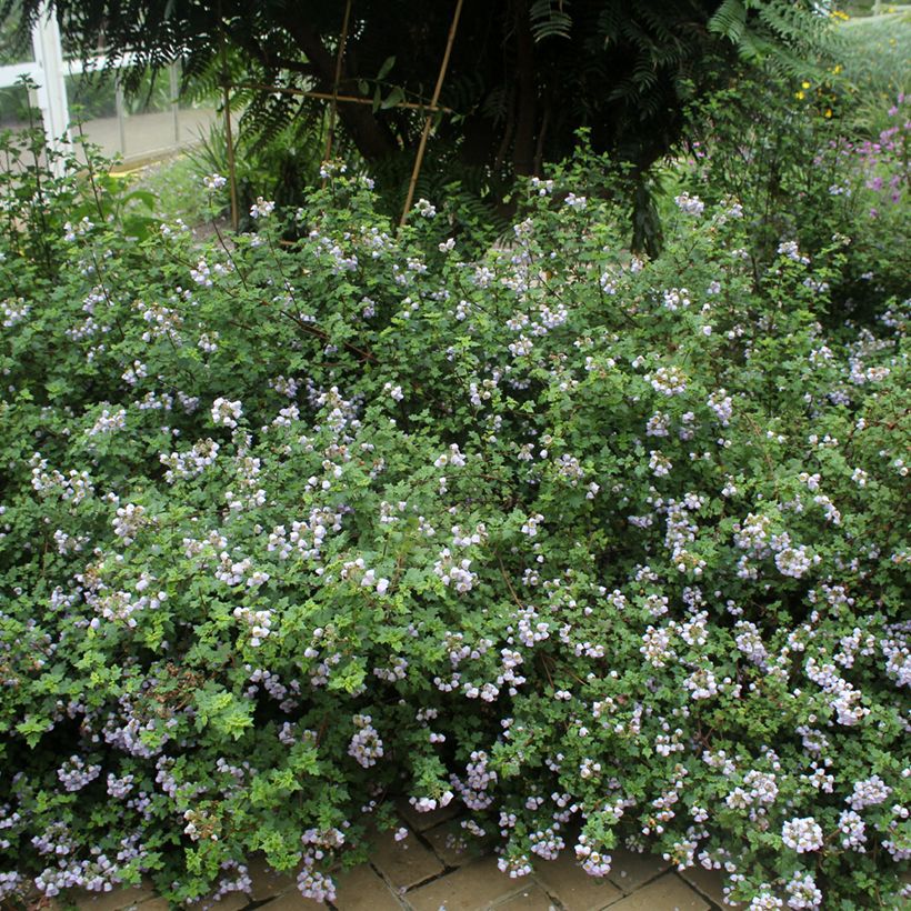 Jovellana violacea (Plant habit)