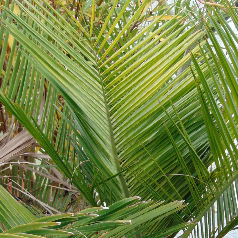 Jubaea chilensis - Chilean Wine Palm (Foliage)