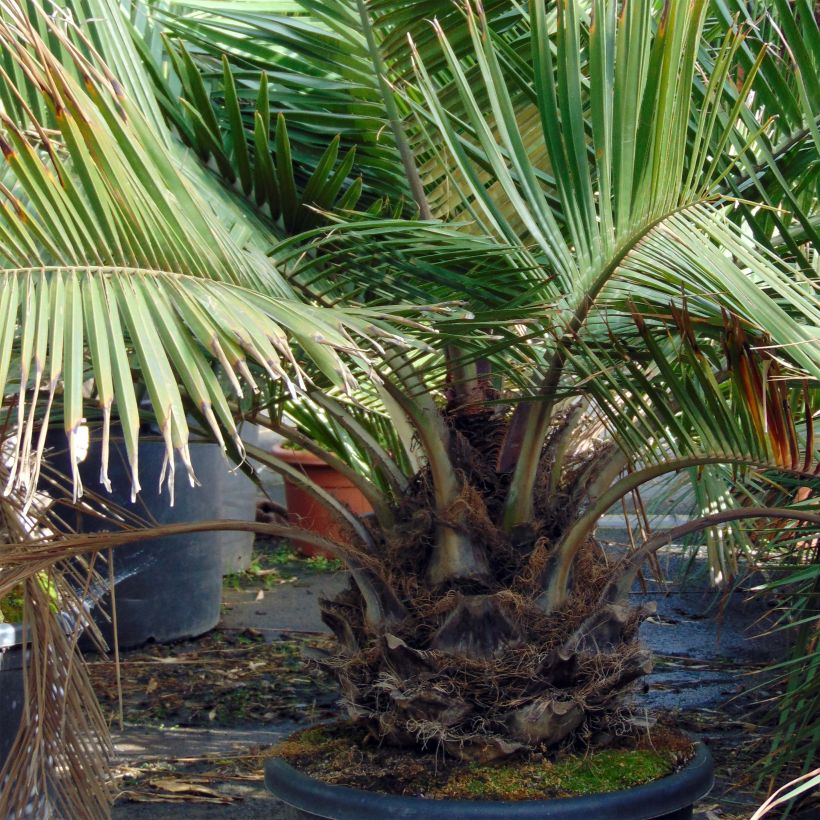 Jubaea chilensis - Chilean Wine Palm (Plant habit)