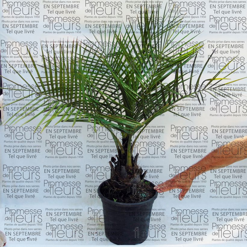 Example of Jubaea chilensis - Chilean Wine Palm 30L/35L pot specimen as delivered