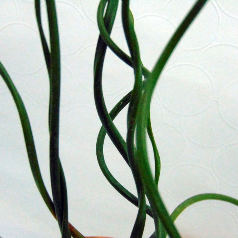 Juncus effusus 'Spiralis' (Foliage)