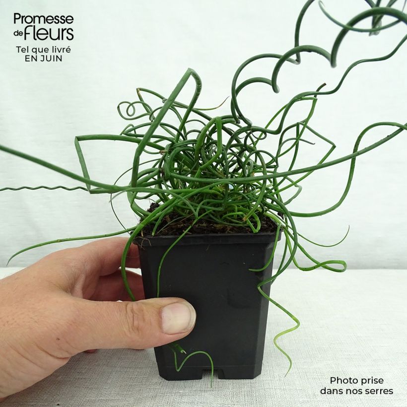 Juncus effusus 'Spiralis' 8/9 cm pot sample as delivered in summer