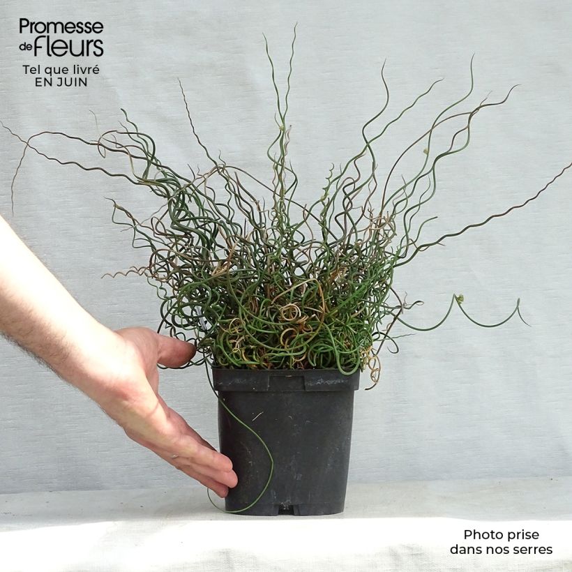Juncus effusus 'Spiralis' 2L/3L pot sample as delivered in summer