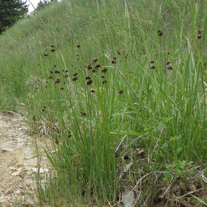 Juncus ensifolius (Plant habit)