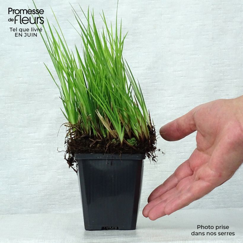 Juncus ensifolius 8/9 cm pot sample as delivered in summer