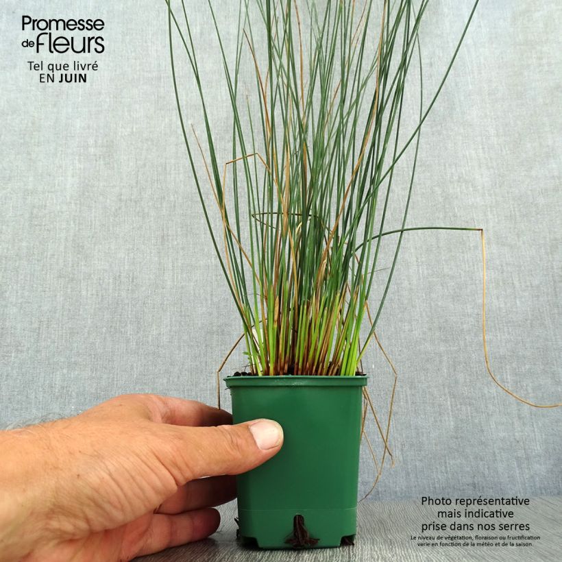 Juncus inflexus Blue Dart 8/9 cm pot sample as delivered in summer