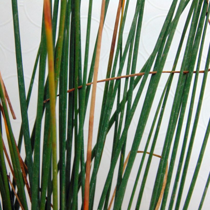 Juncus inflexus (Foliage)