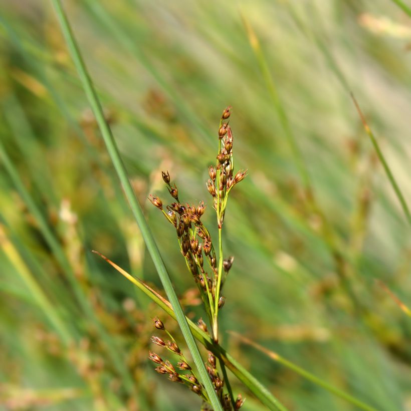 Juncus inflexus (Flowering)