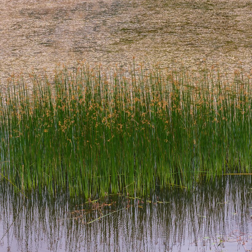 Juncus inflexus (Plant habit)