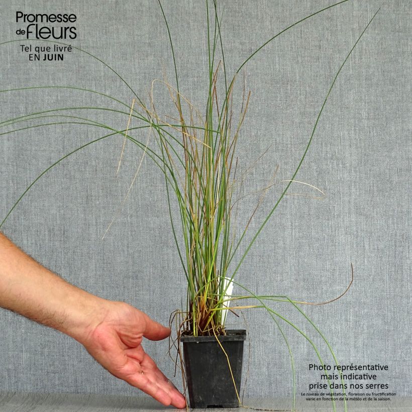 Juncus inflexus 8/9 cm pot sample as delivered in summer
