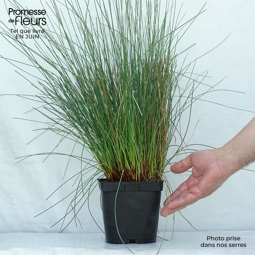 Juncus inflexus 2L/3L pot sample as delivered in summer