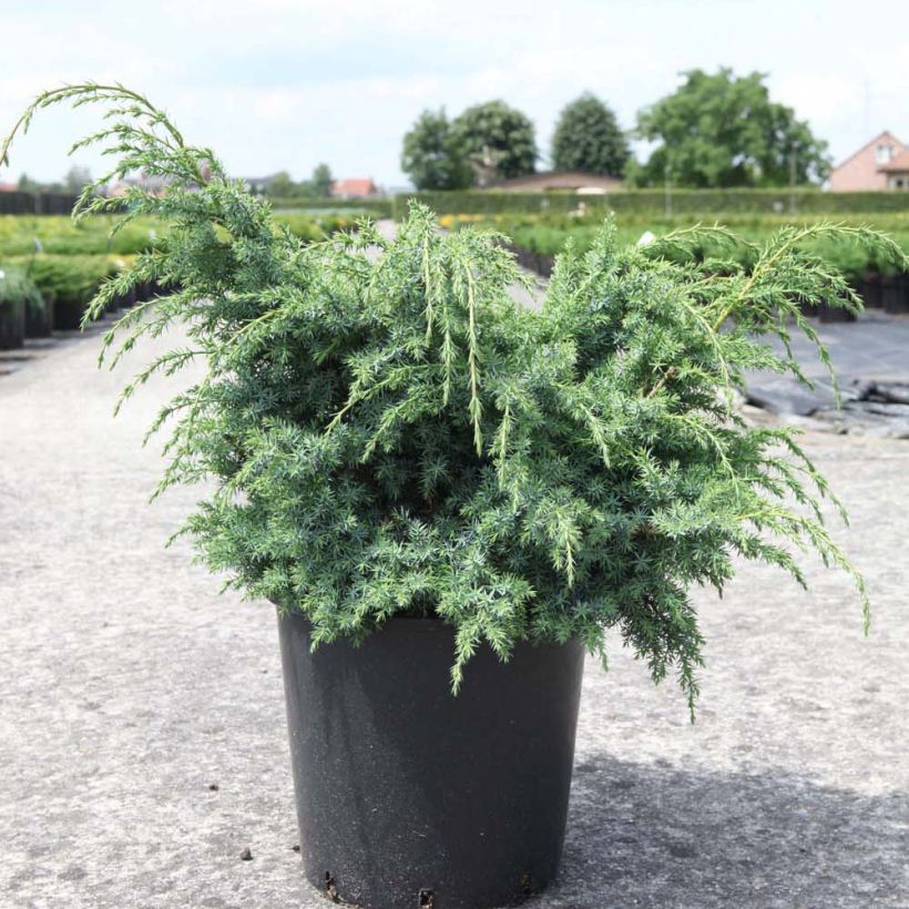 Juniperus chinensis Blue Alps (Plant habit)