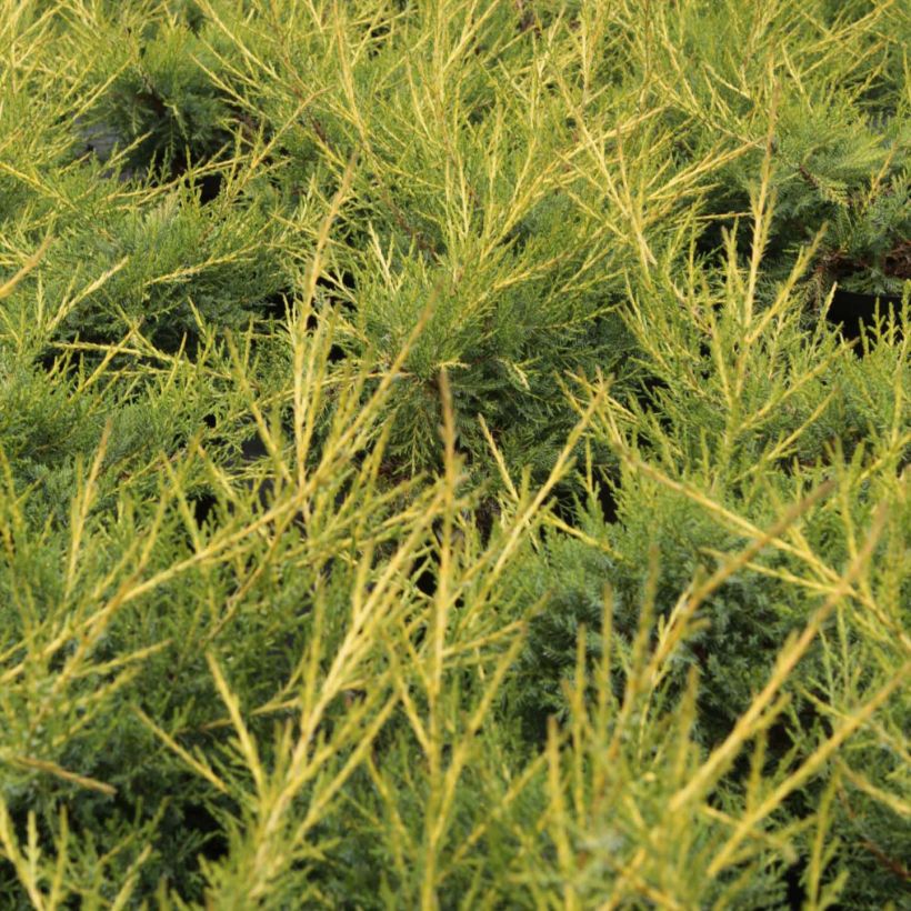 Juniperus x pfitzeriana Kuriwao Gold D (Foliage)