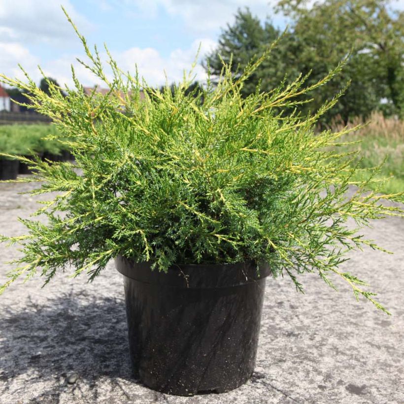 Juniperus x pfitzeriana Kuriwao Gold (Plant habit)