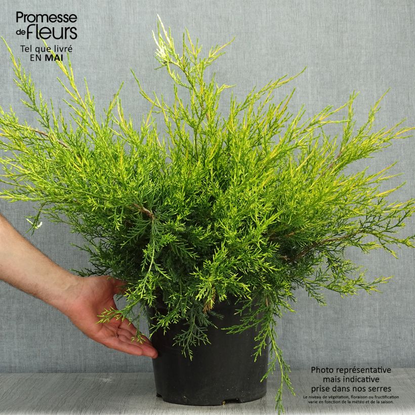 Juniperus x pfitzeriana Kuriwao Gold sample as delivered in spring