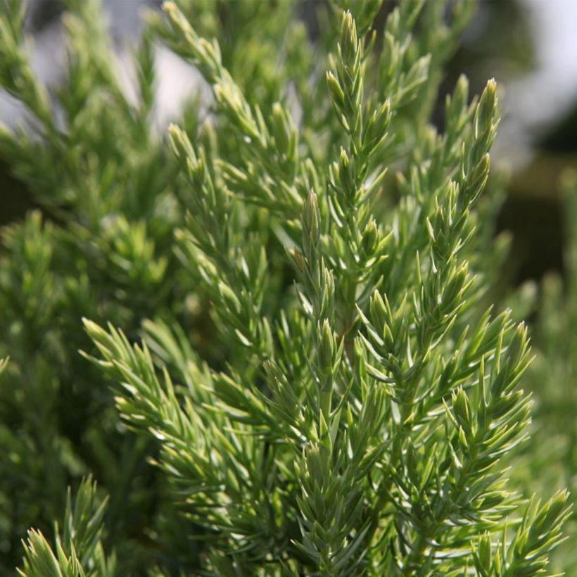 Juniperus chinensis Stricta (Foliage)