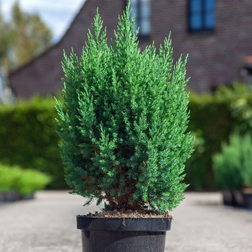 Juniperus chinensis Stricta (Plant habit)