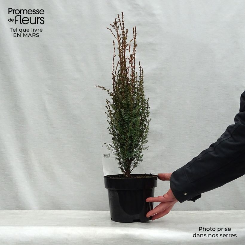 Juniperus communis Arnold sample as delivered in spring
