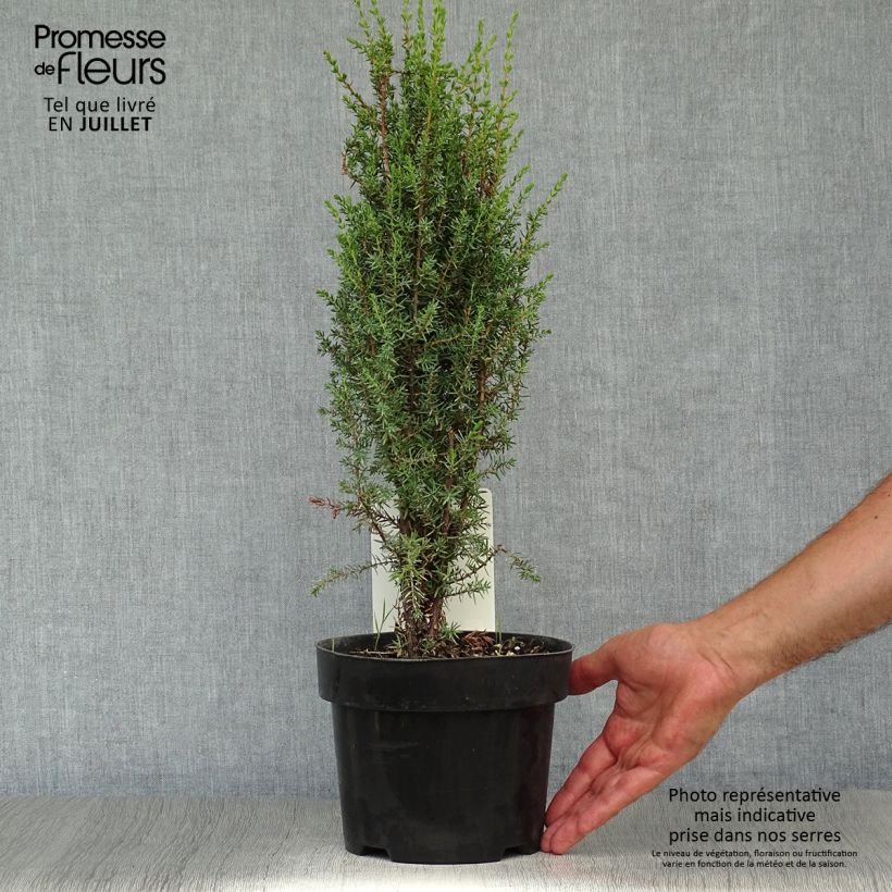 Juniperus communis Arnold 2L/3L pot sample as delivered in summer
