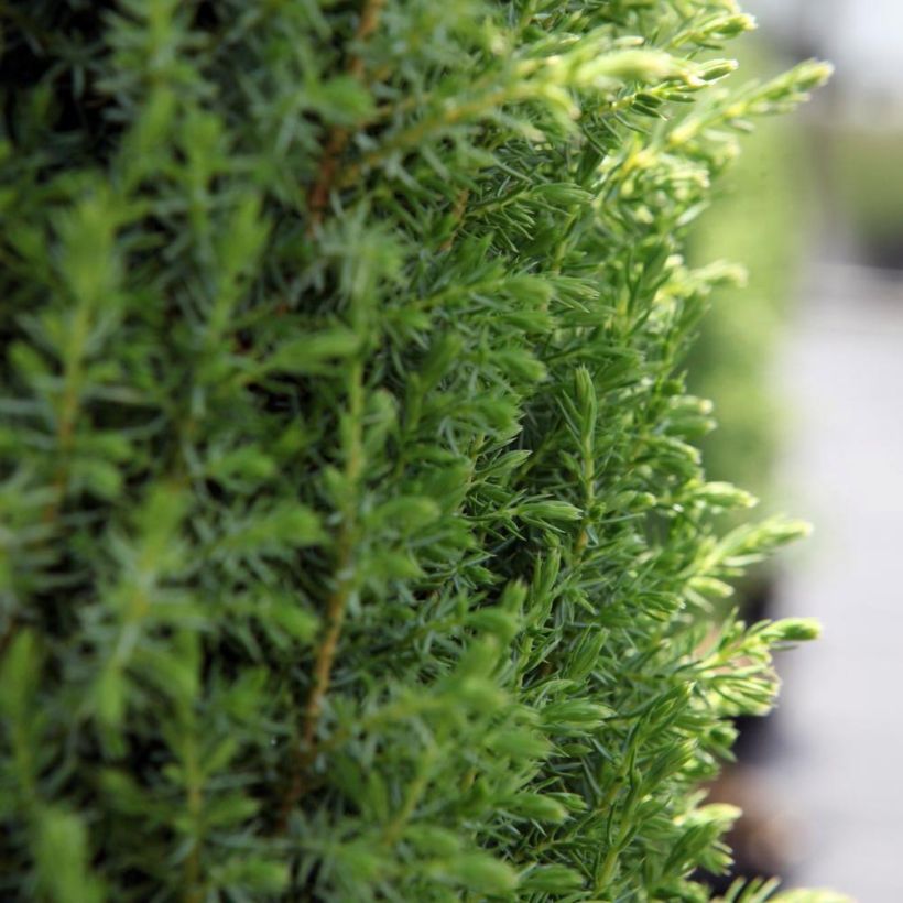 Juniperus communis Compressa (Foliage)