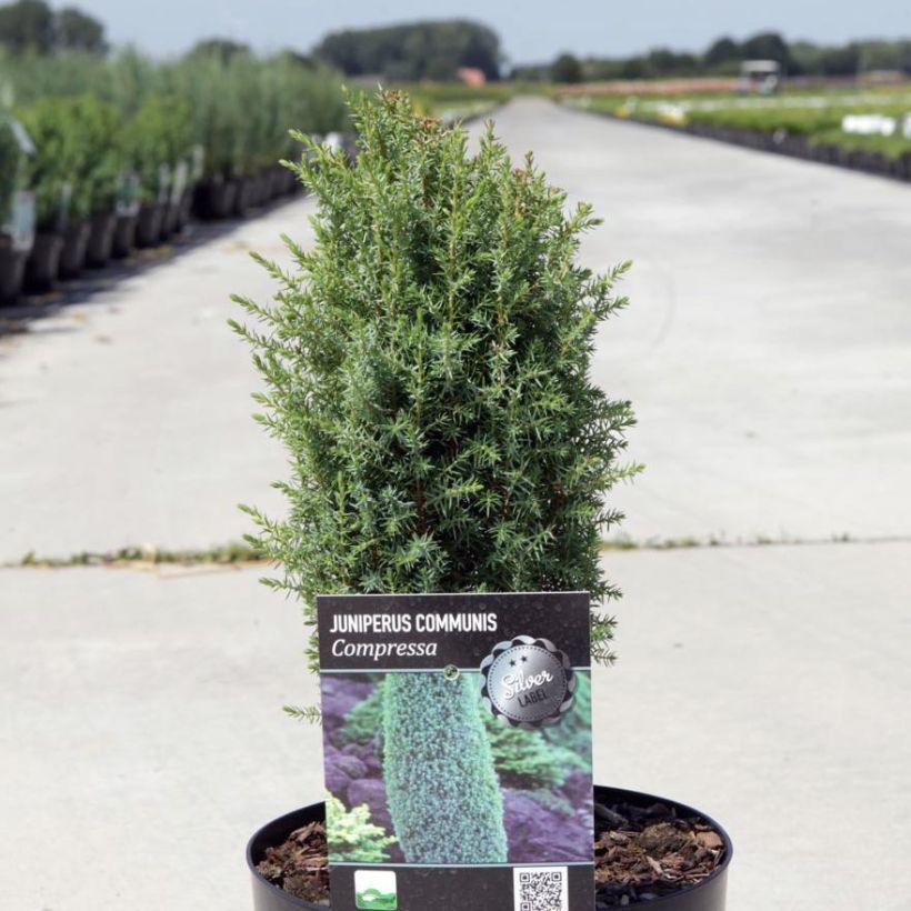 Juniperus communis Compressa (Plant habit)