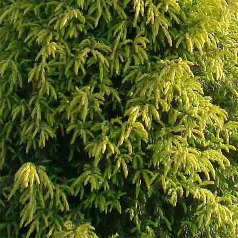 Juniperus communis Gold Cone (Foliage)