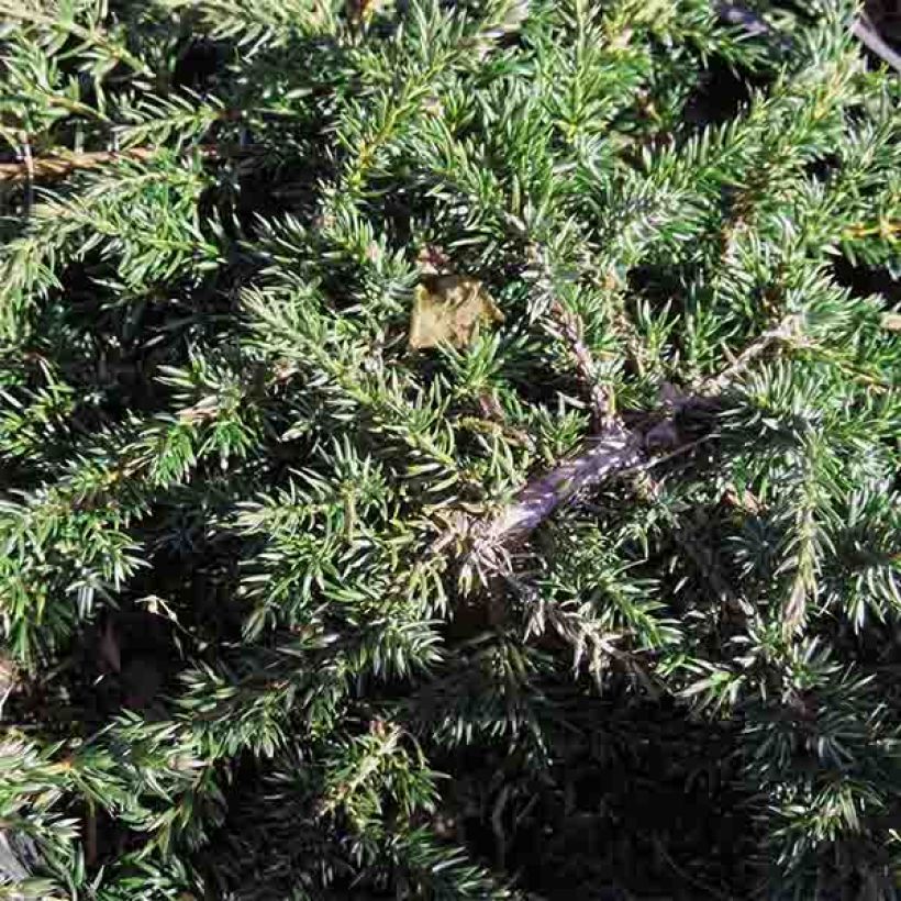 Common Juniper - Juniperus communis Green Carpet (Foliage)