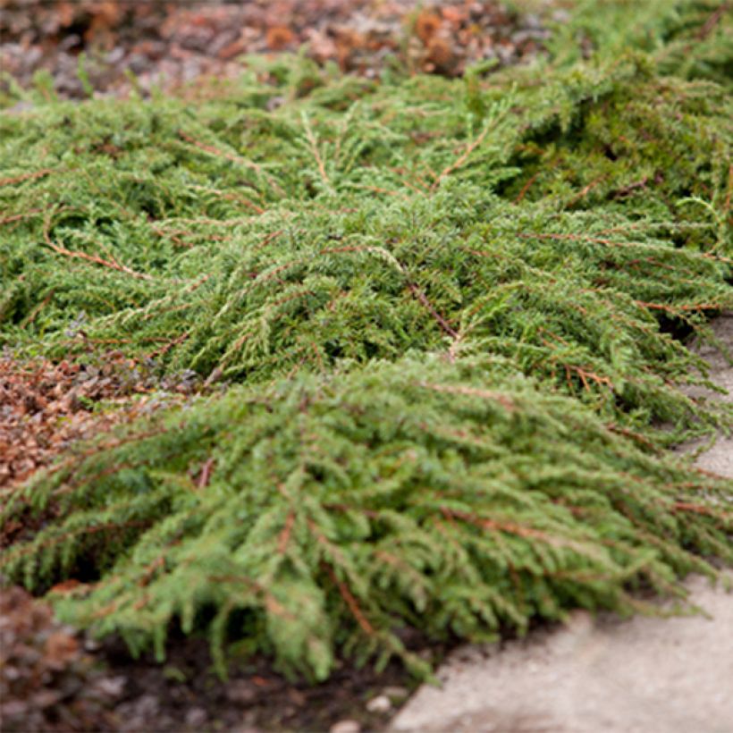 Common Juniper - Juniperus communis Green Carpet (Plant habit)